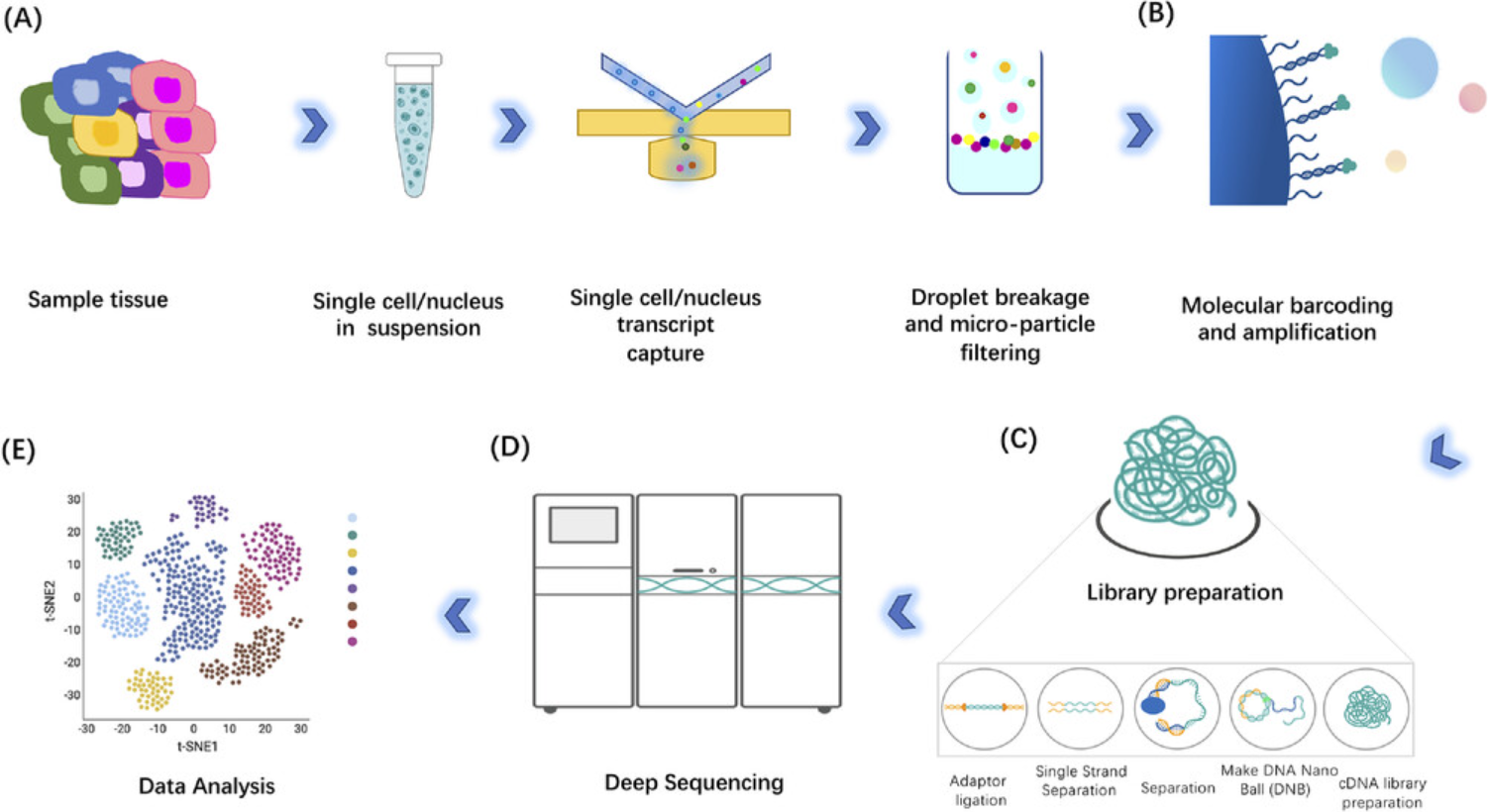 1887689996820402176-10x-rna-sequencing-service1.png
