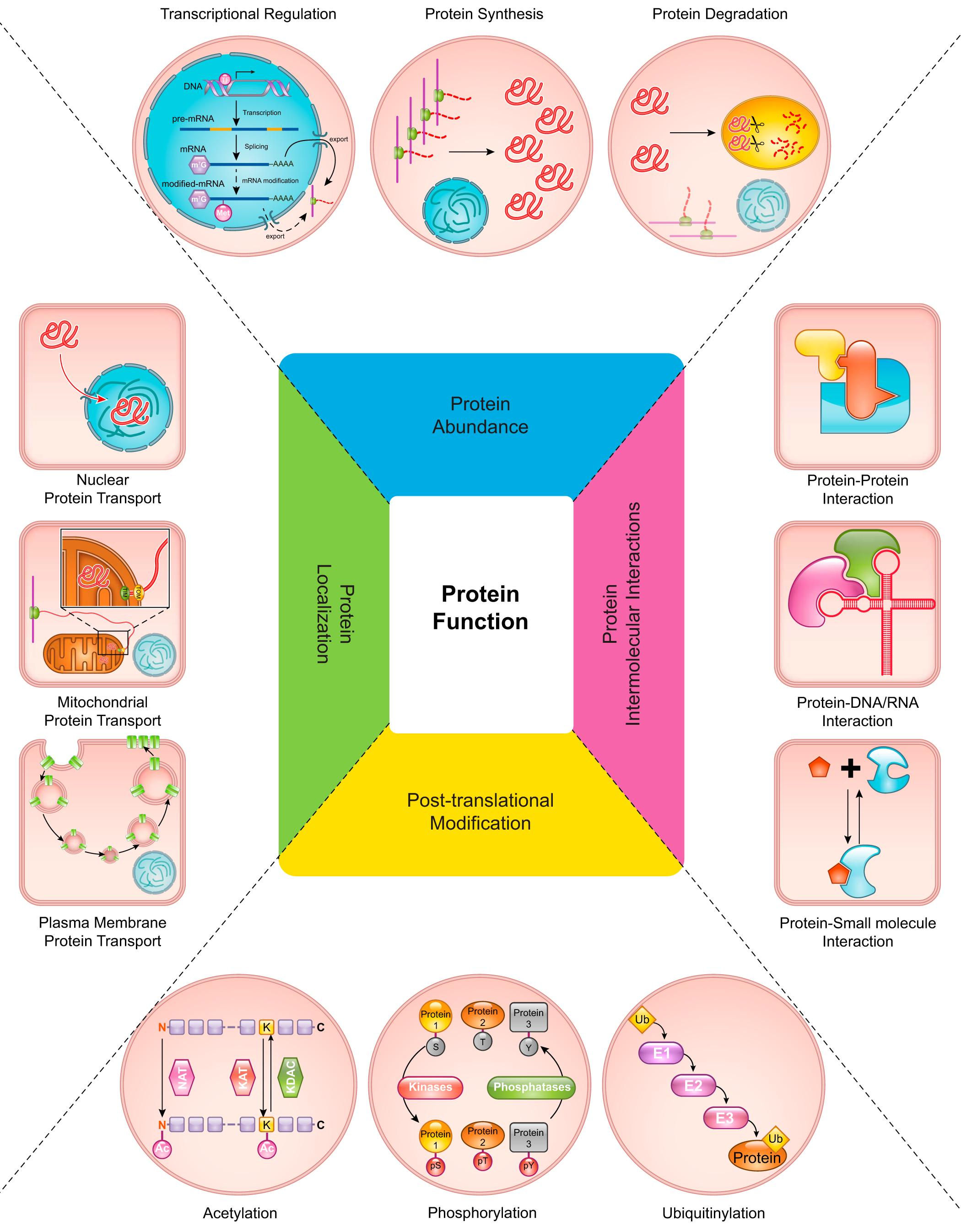 1887730482352345088-functional-proteomics-service1.png