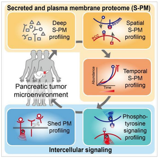 1887730678054375424-functional-proteomics-service2.png
