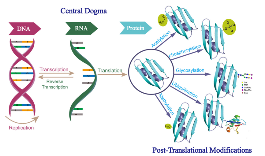 1887733294293438464-protein-ptms-analysis-service1.png