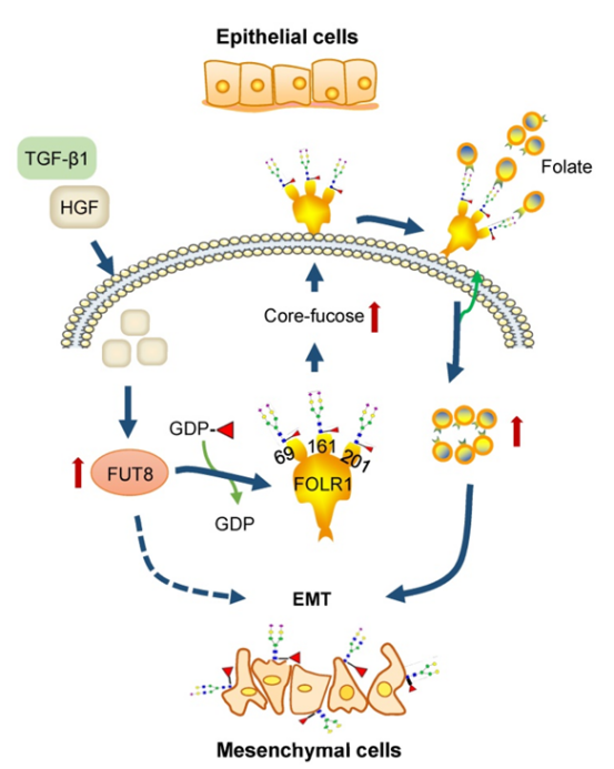 1887733431887581184-protein-ptms-analysis-service2.png
