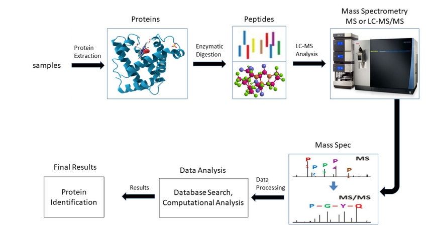 1887782915816411136-mass-spectrometry-for-proteins-analysis-service1.png