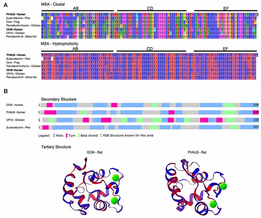 multiple-sequence-analysis-service1.png