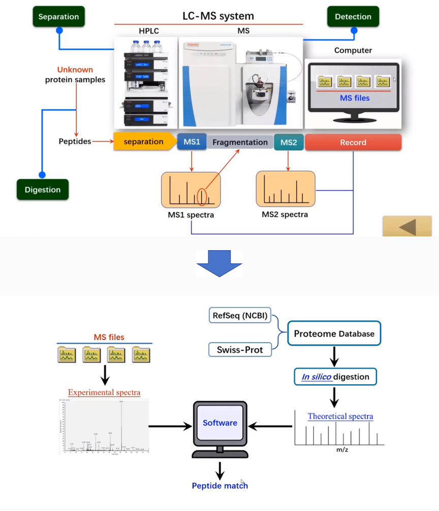 1888097990741708800-ms-based-protein-identification-service1.png
