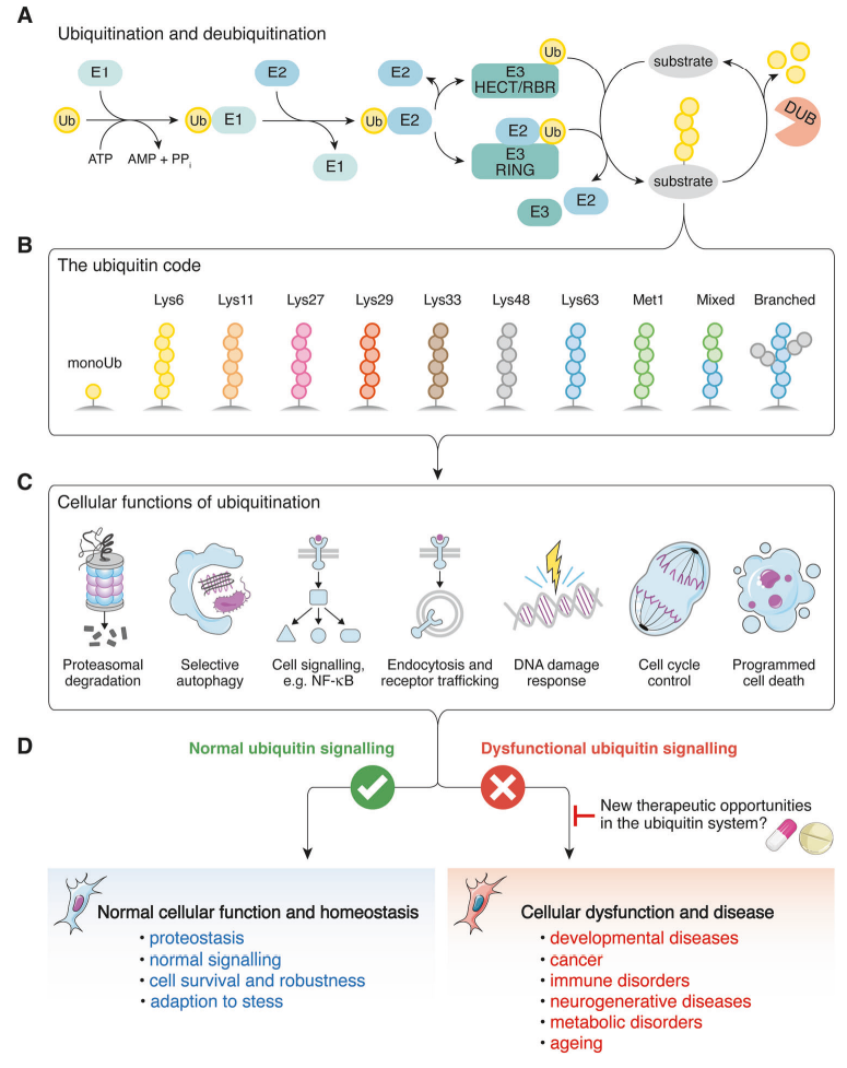 1888128395435954176-dia-ms-ubiquitinome-analysis-services1.PNG