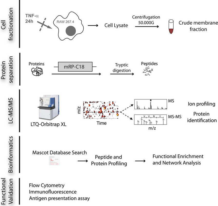 1888148827488768000-large-scale-protein-identification-service1.png