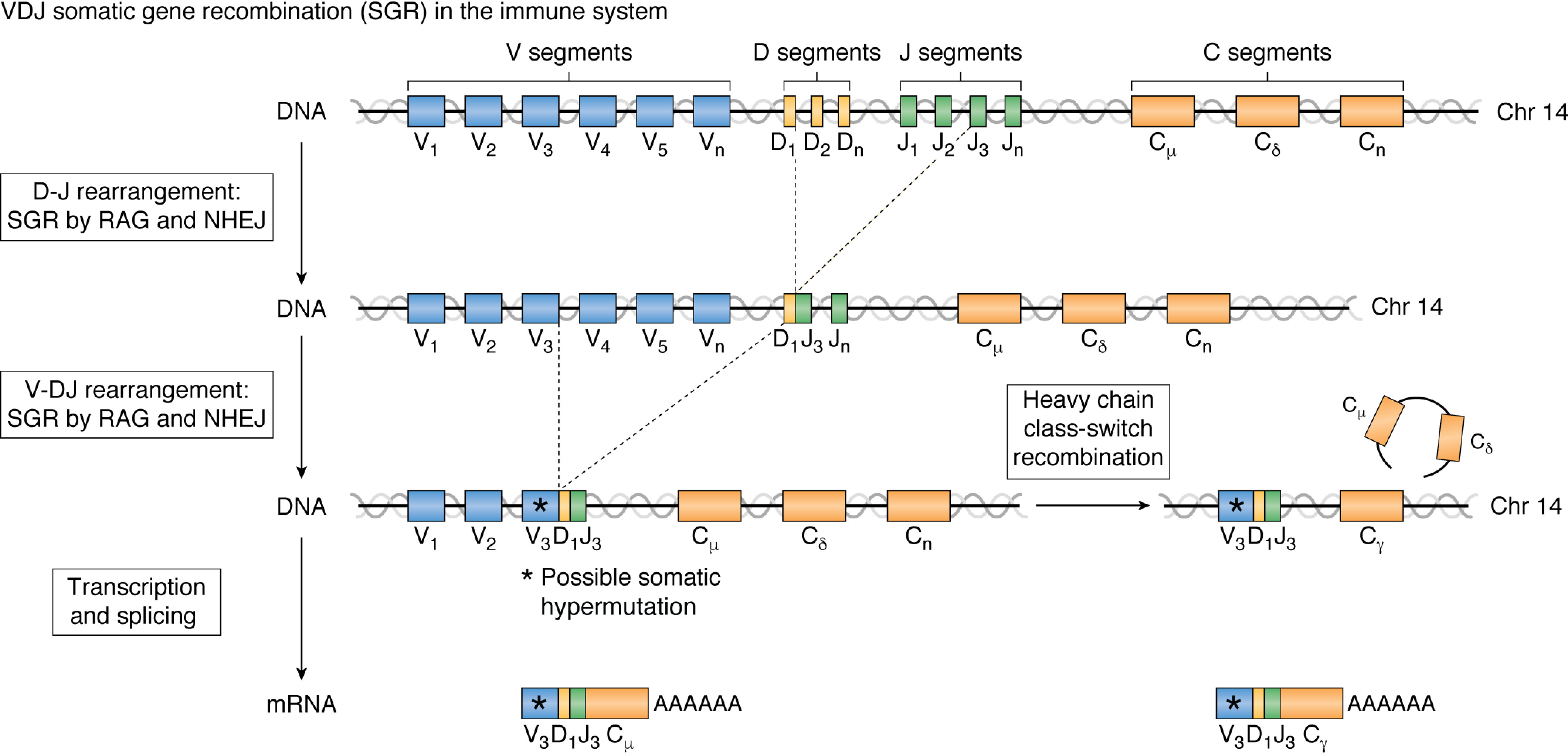 1888156262299455488-10x-vdj-sequencing-service1.jpg