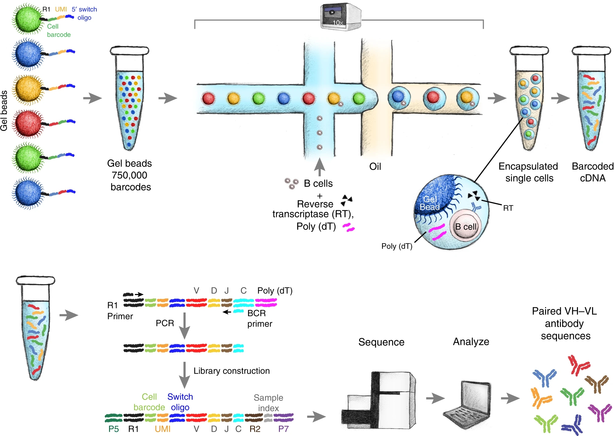 1888156528109277184-10x-vdj-sequencing-service2.jpg
