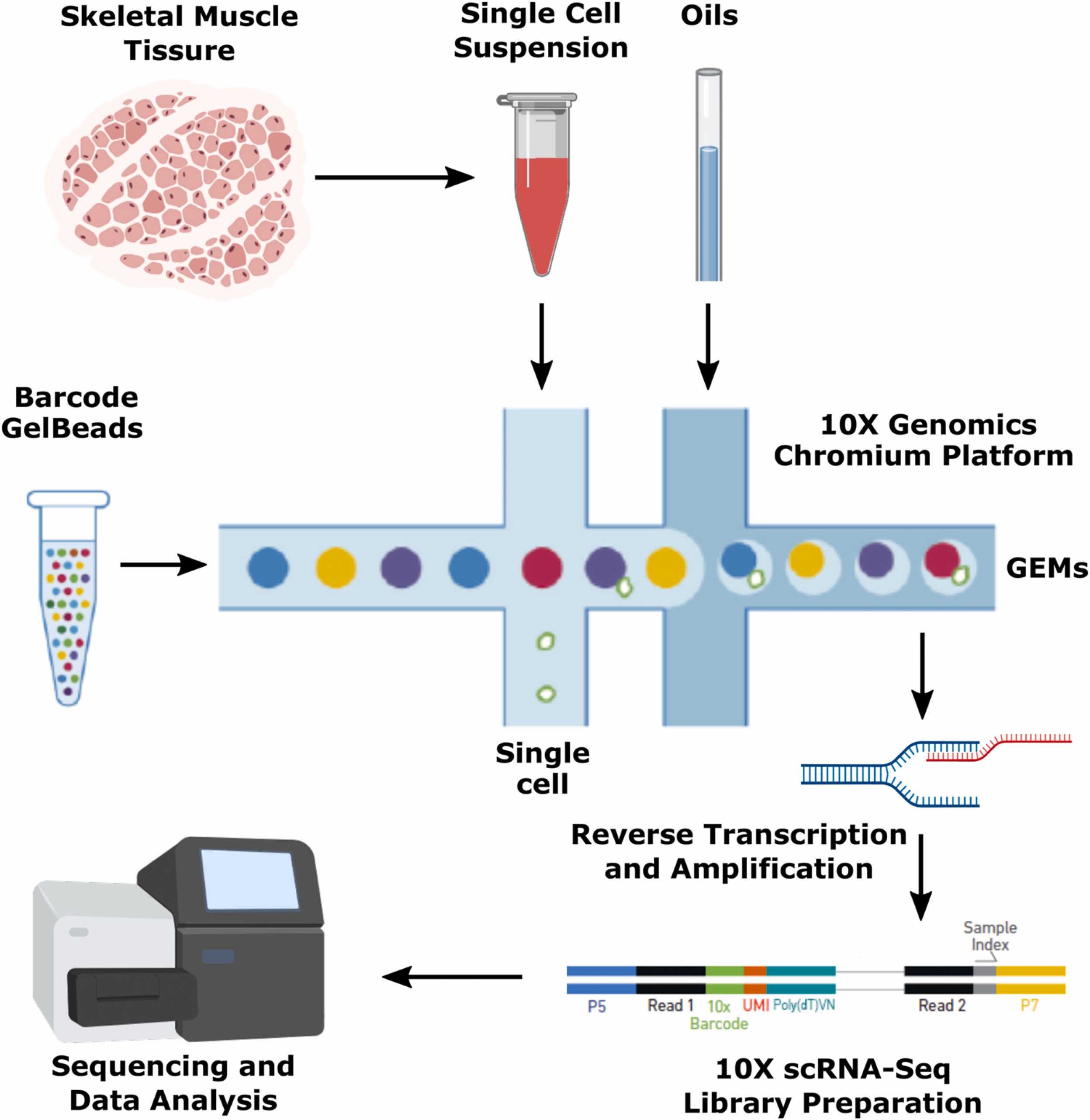 1888157999047495680-10x-single-cell-sequencing-service1.jpg