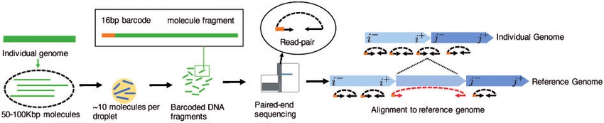 1888160649470136320-10x-genomics-dna-sequencing-service1.jpg