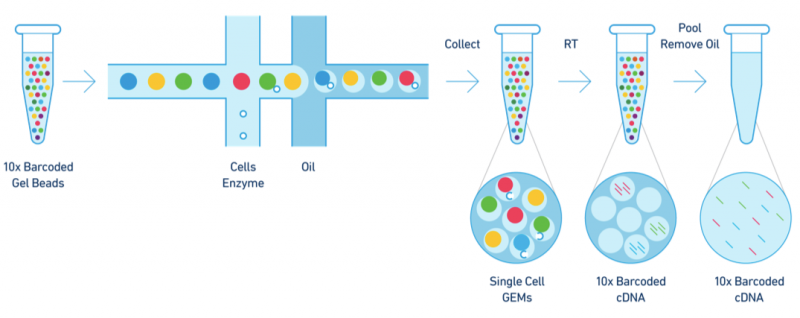 1888823843003944960-10x-genomics-single-cell-sequencing-service1.png