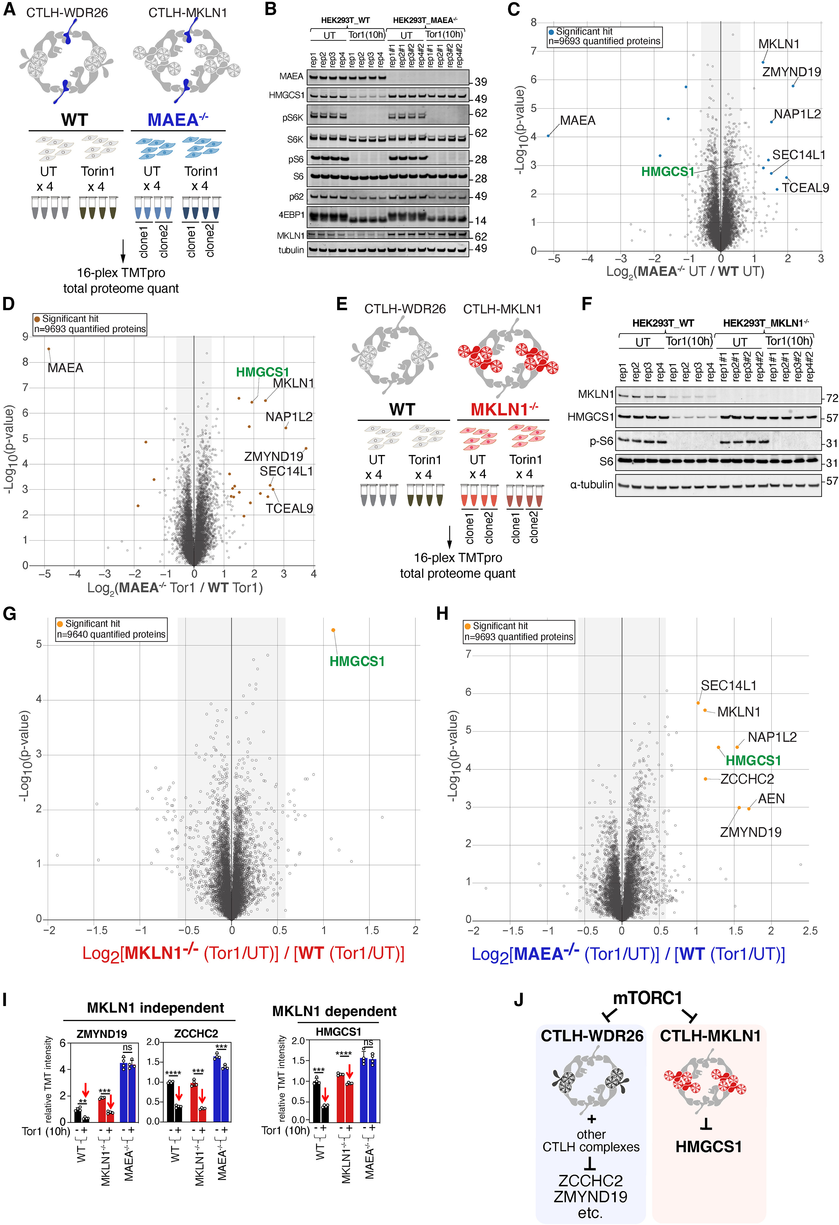 1888875863211626496-global-proteomic-quantification-service2.jpg