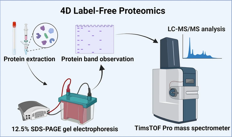 1889235864681828352-4d-label-free-quantitative-proteomics-analysis-service1.png