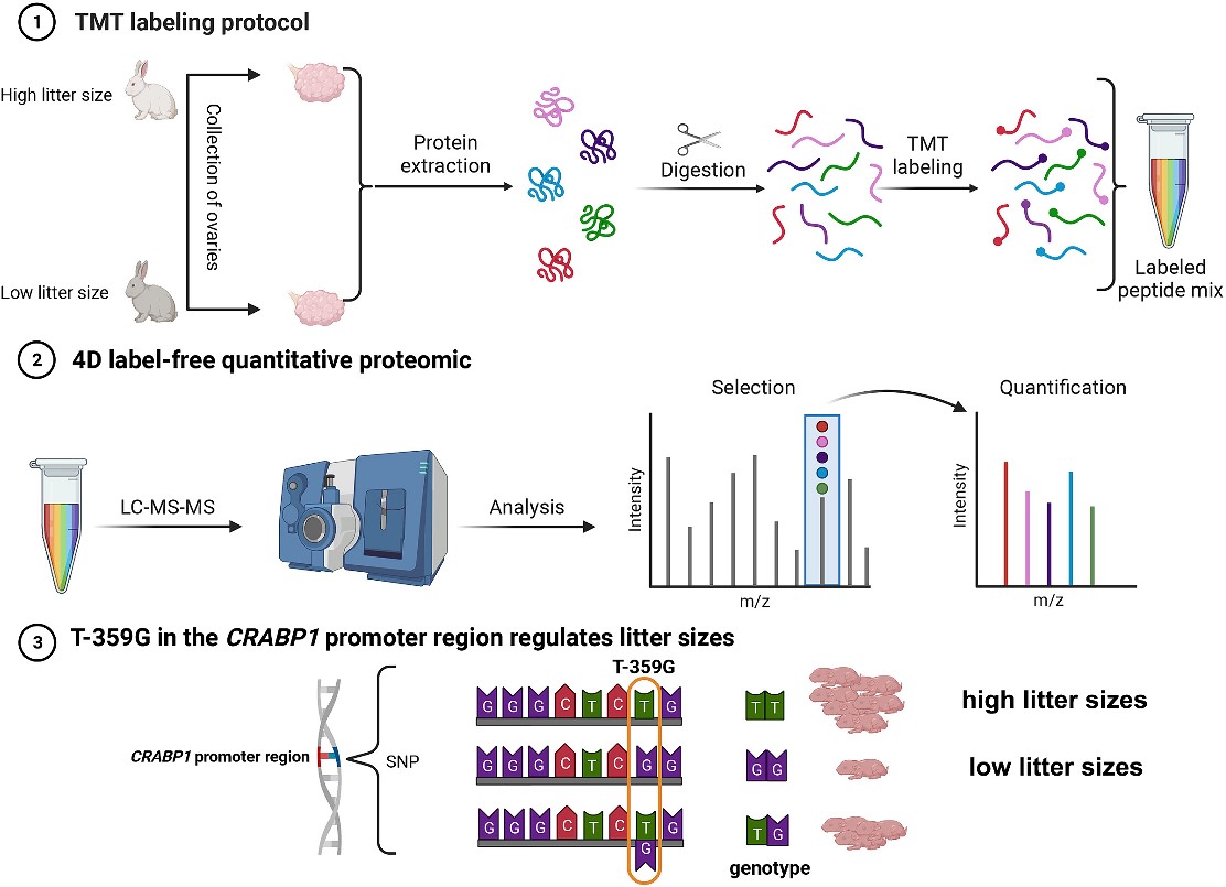 1889236058920046592-4d-label-free-quantitative-proteomics-analysis-service2.jpeg