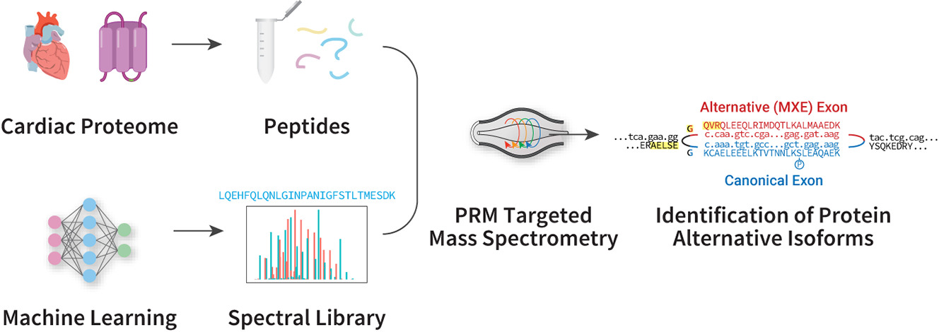 1889240575799578624-prm-targeted-proteomics-analysis-service1.jpg