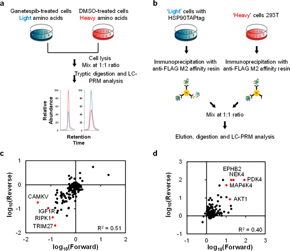 1889240680220971008-prm-targeted-proteomics-analysis-service2.jpeg