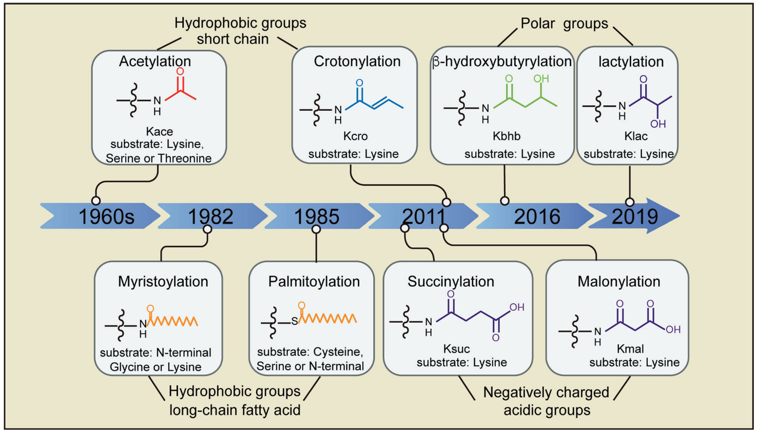 1889485025104744448-acylation-analysis-service1.PNG