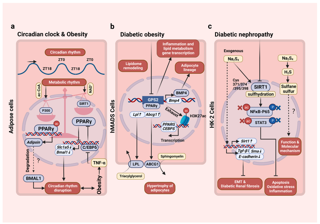 1889485643328376832-acylation-analysis-service4.PNG