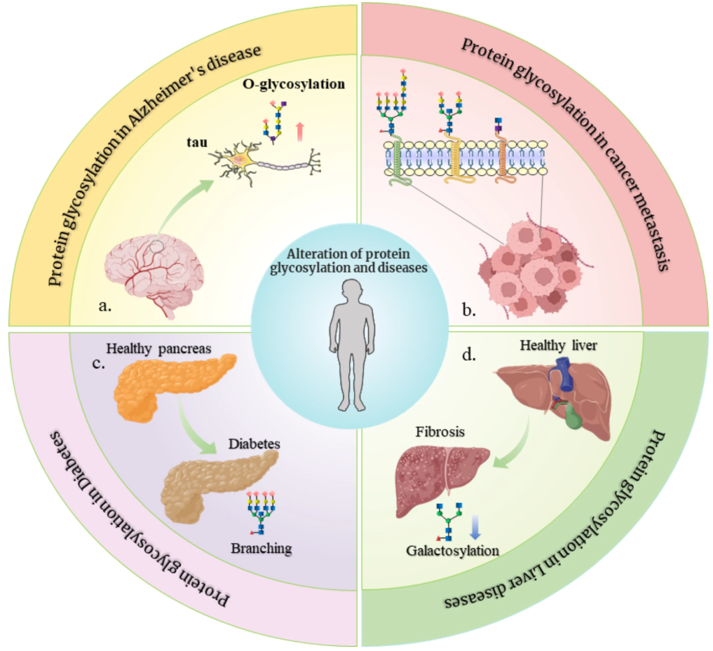 1889486865699557376-dia-based-glycoproteomics-services1.PNG