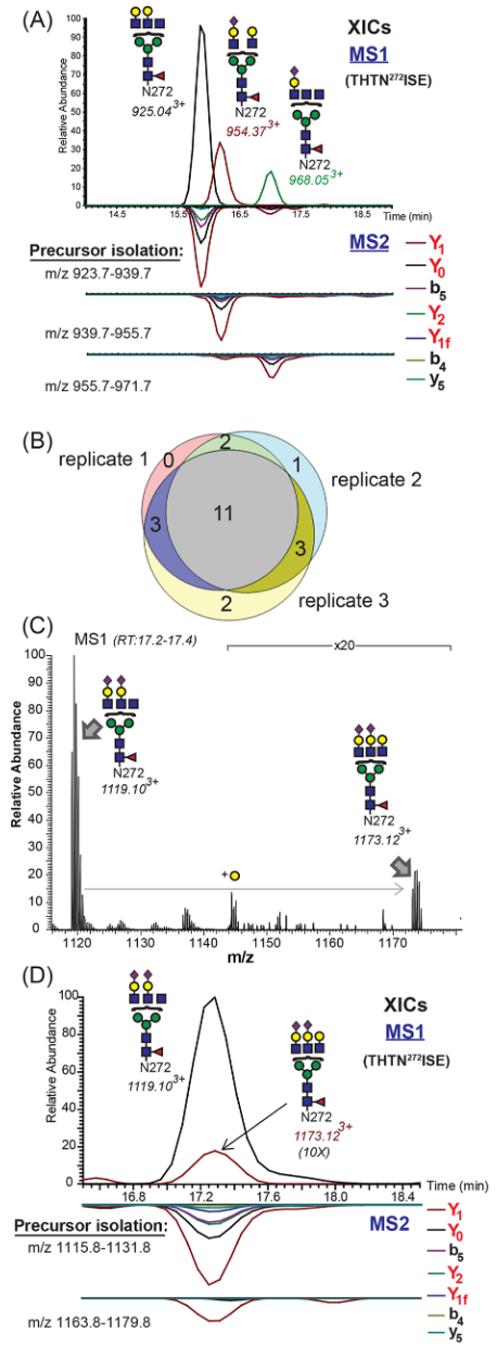 1889487132725727232-dia-based-glycoproteomics-services3.PNG