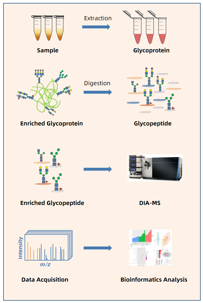 1889503139938816000-dia-based-glycoproteomics-services2.PNG