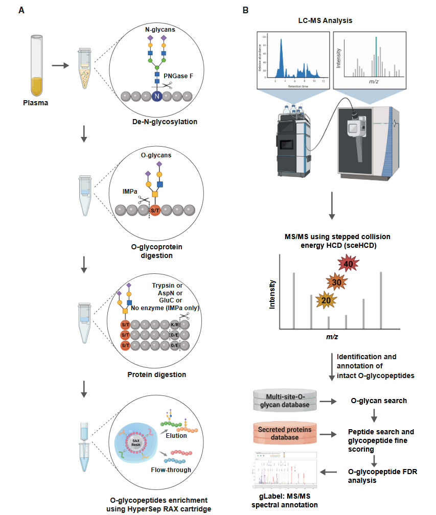 1889961542238720000-o-glycosylation-analysis-service2.PNG