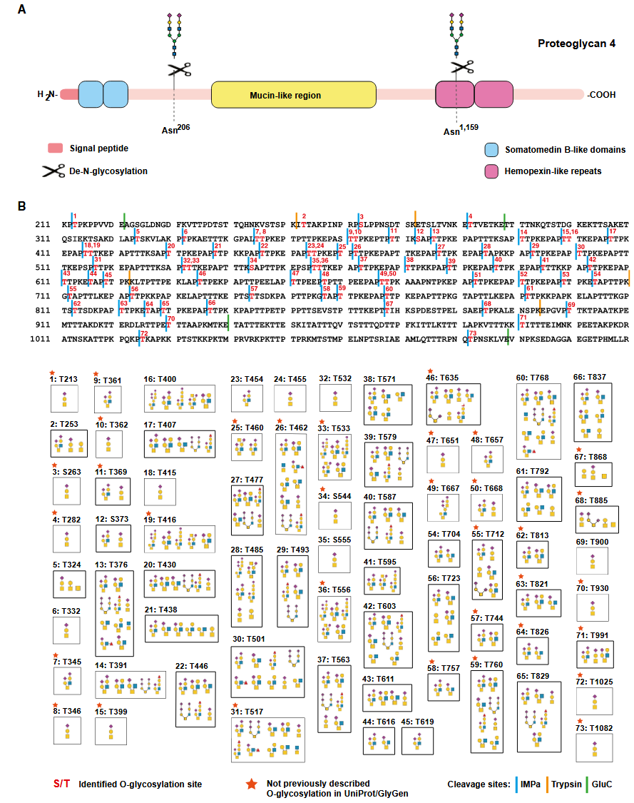 1889961804873453568-o-glycosylation-analysis-service4.PNG