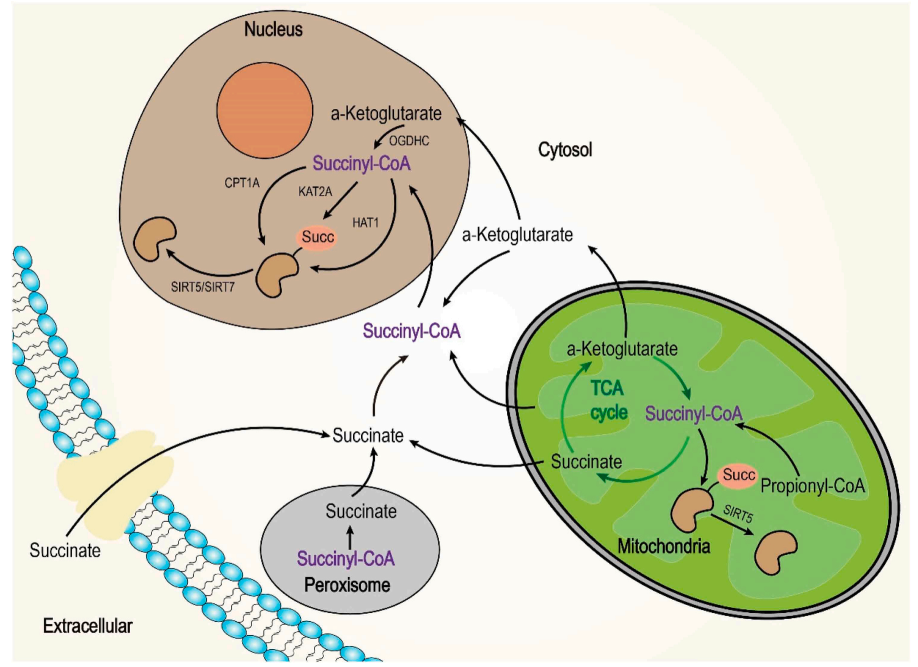 1889962829969739776-succinylation-analysis-service1.PNG