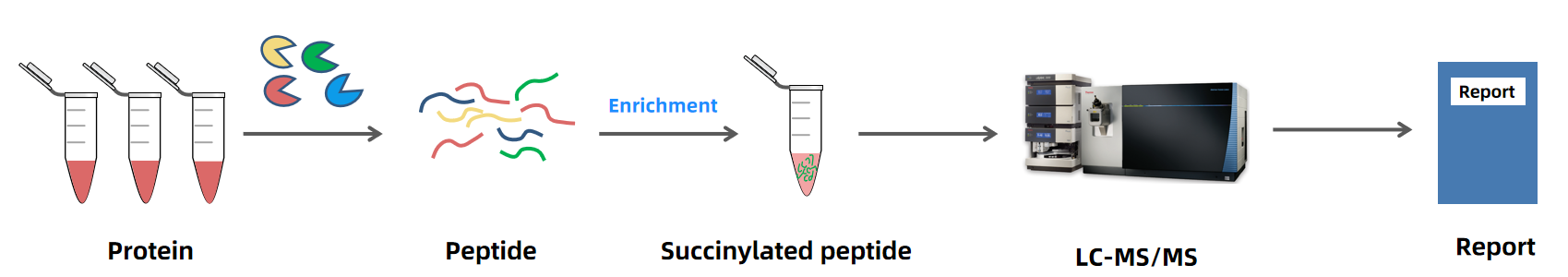 1889962971456196608-succinylation-analysis-service2.PNG