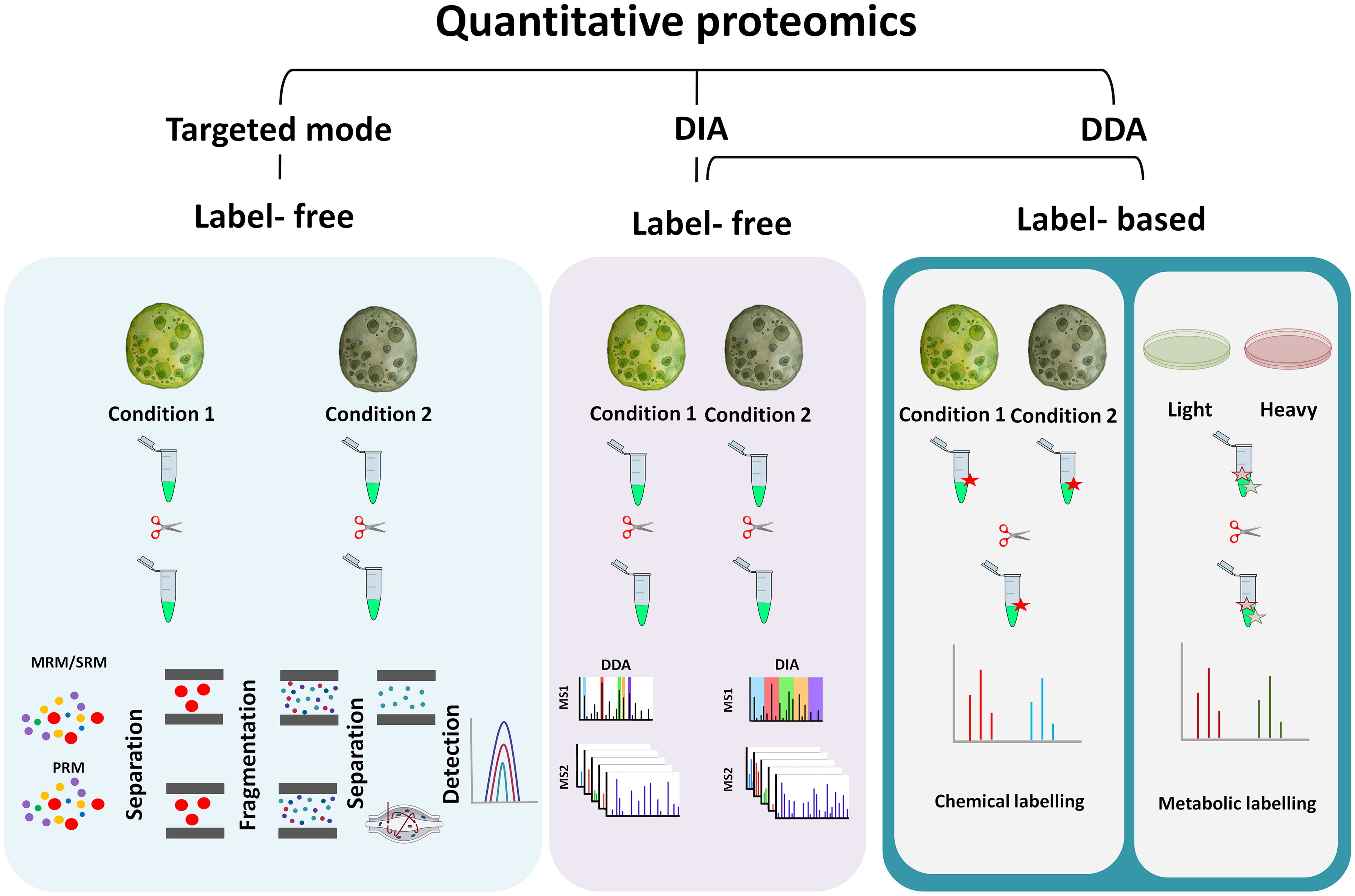 1890319933968601088-label-free-dia-quantitative-proteomics1.jpg