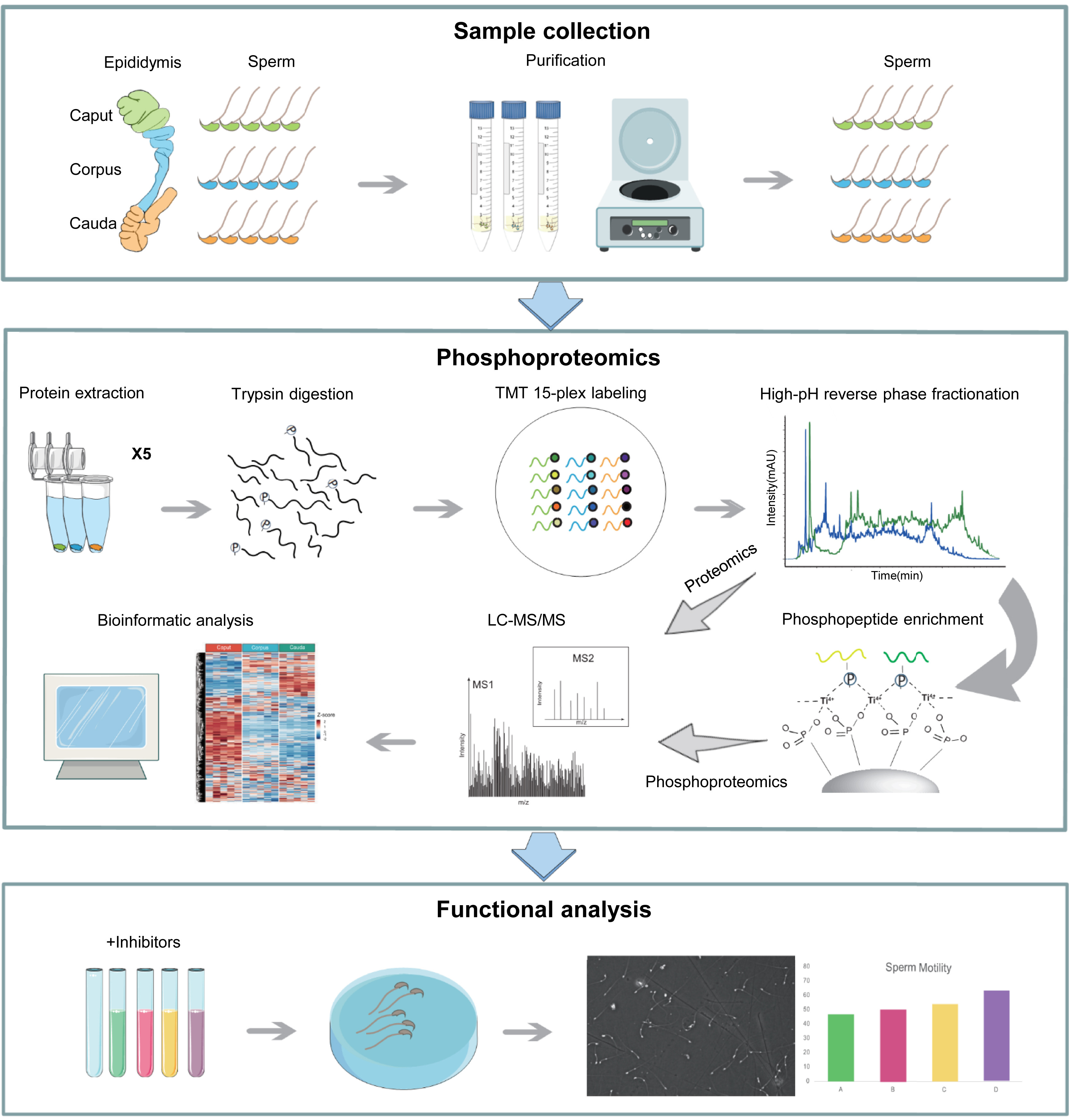 1890323318463606784-phosphoproteomics-service2.jpg