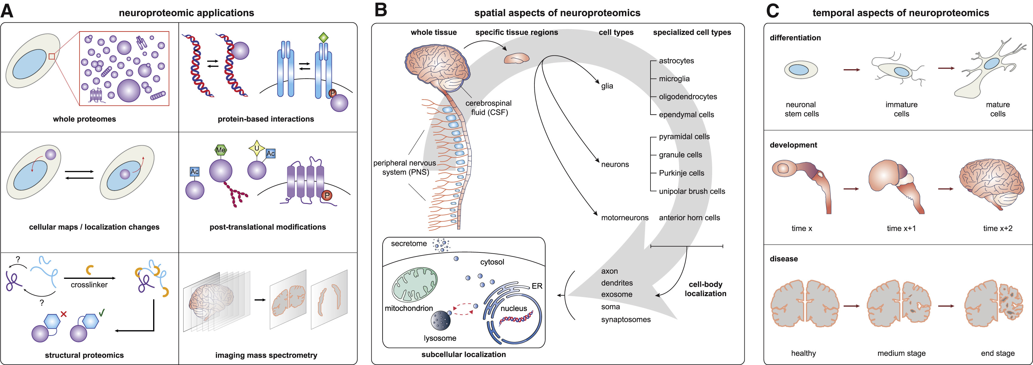 1888047913608269824-neuroproteomics-research-solutions1.jpg
