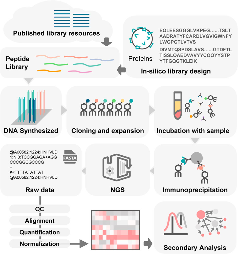 1891416131718729728-phip-seq-antibody-analysis-service1.jpg