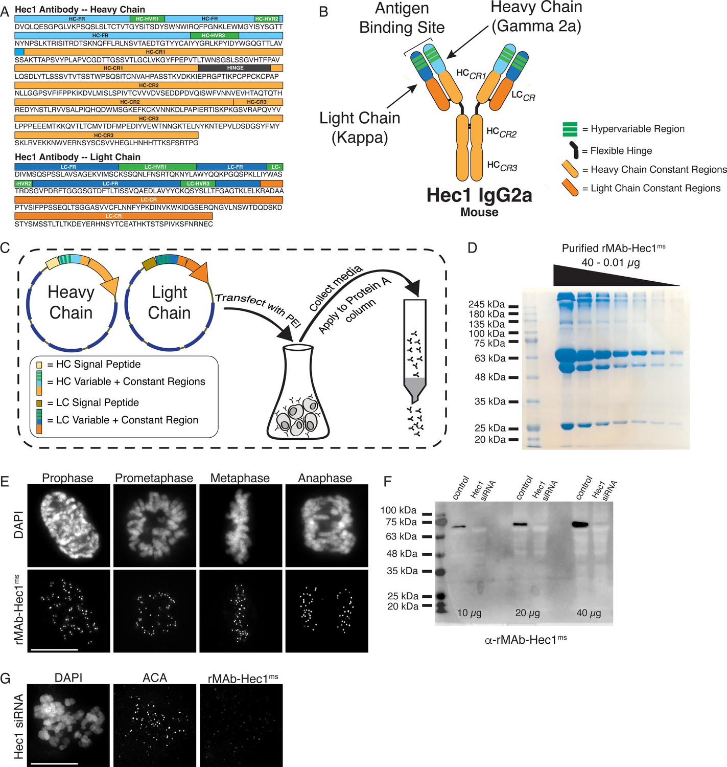 1892138842724093952-mab-sequencing-and-recombinant-expression-services2.jpg