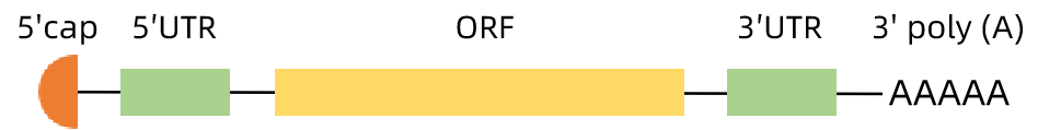 1892487016651280384-mrna-3-poly-A-tail-analysis-service1.png