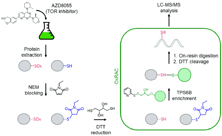 1893945931725393920-cysteine-redox-proteomics-service1.png
