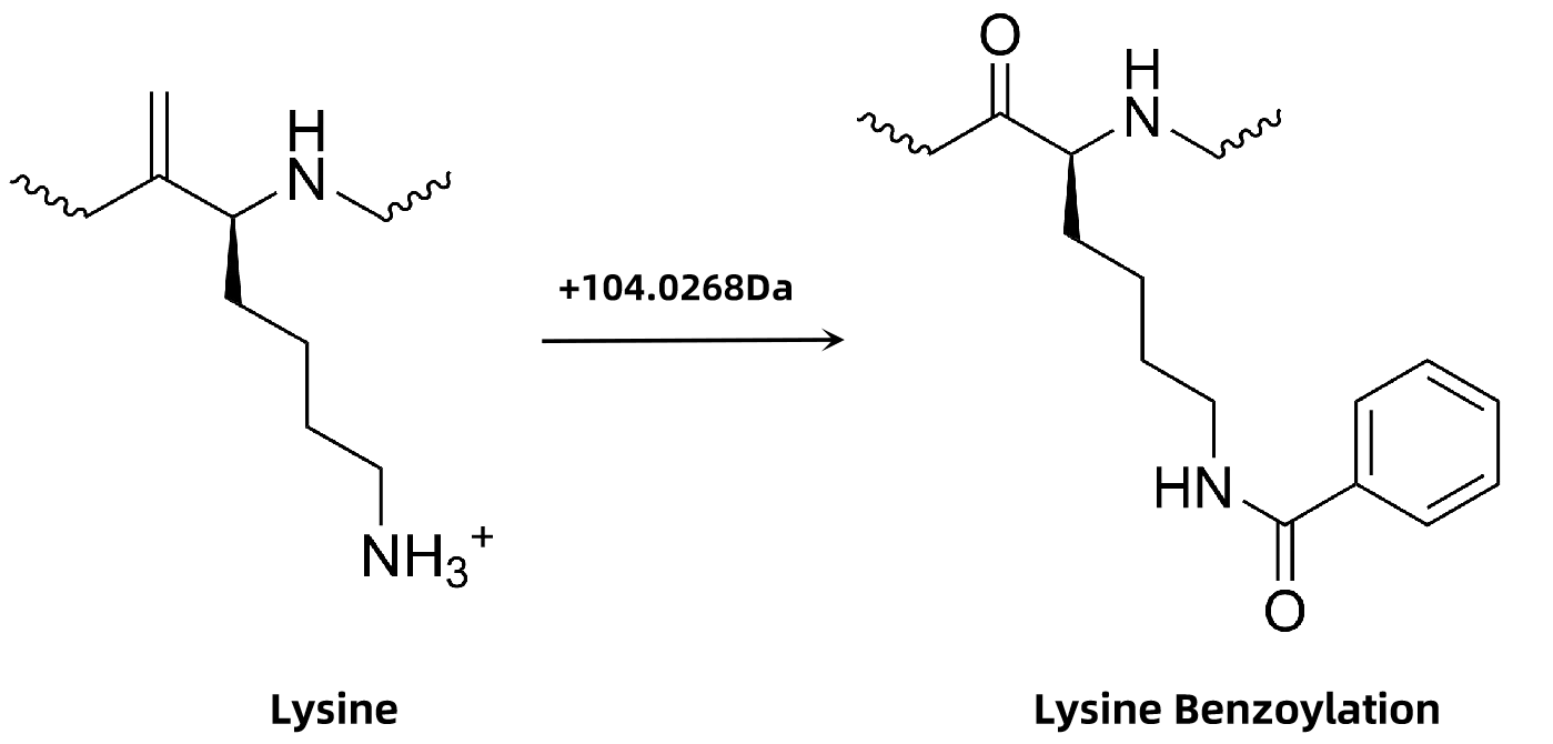 1893948565467287552-benzoylation-proteomics-analysis-service1.png