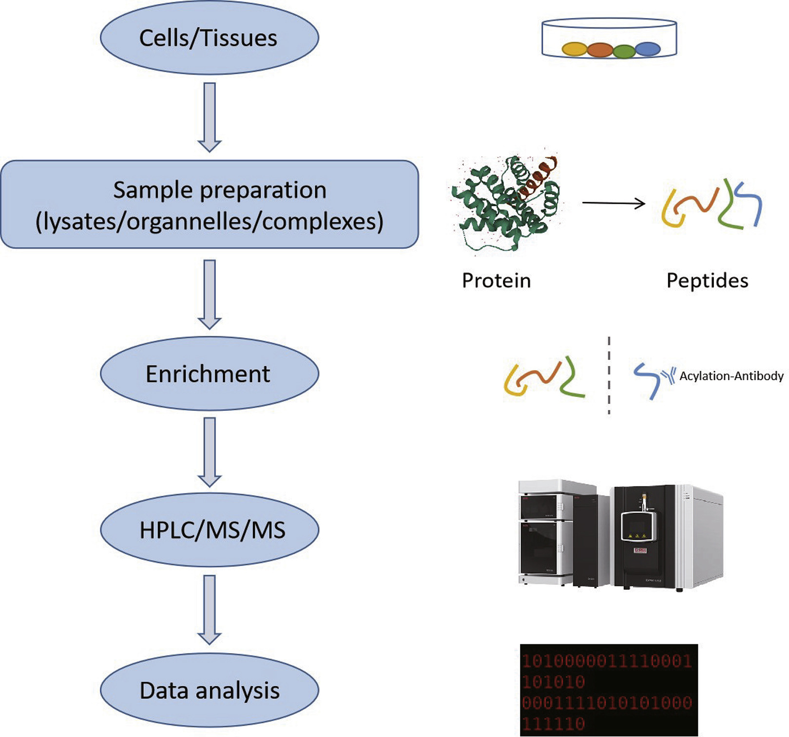 1893948679241977856-benzoylation-proteomics-analysis-service2.jpg