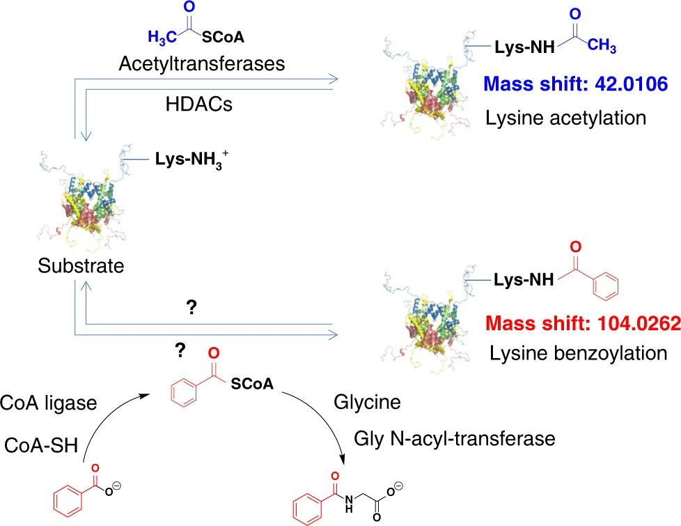 1893948860368801792-benzoylation-proteomics-analysis-service3.png