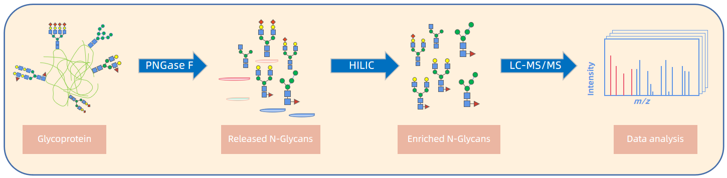 1893953128790347776-n-glycan-profiling-service2.PNG