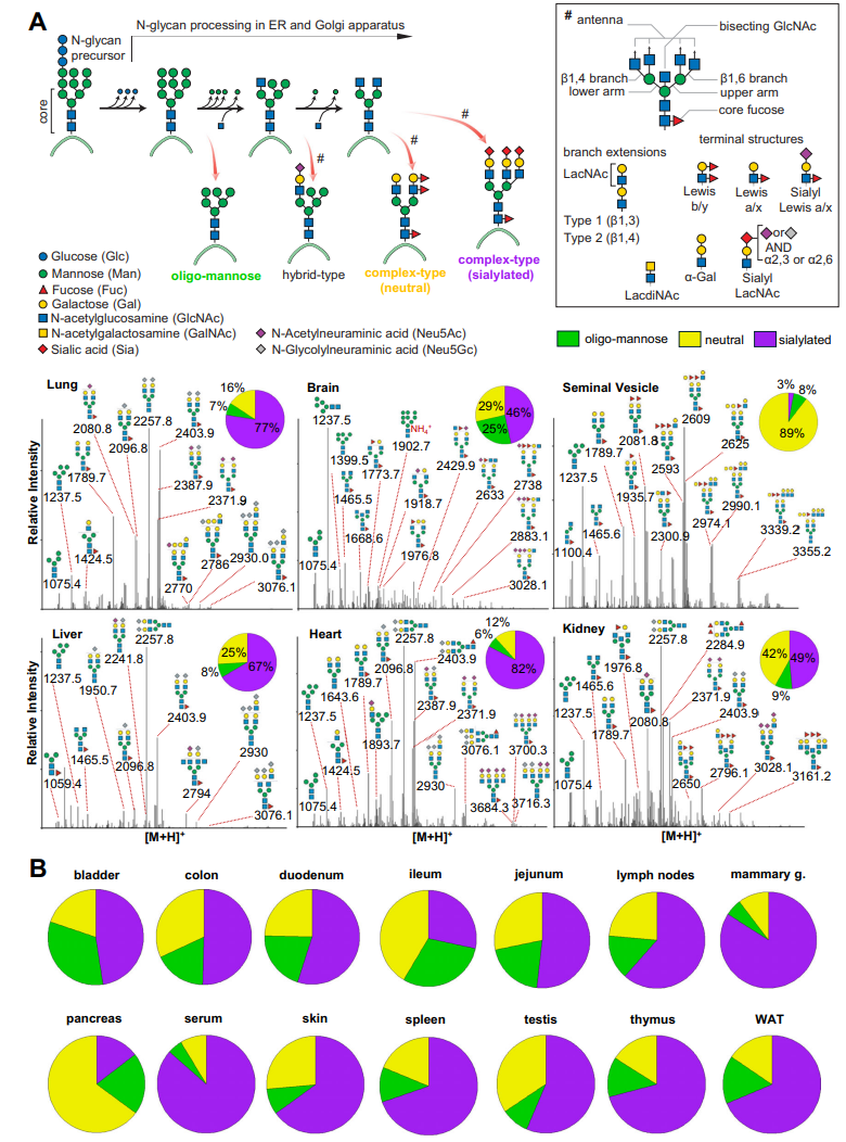 1893953483670409216-n-glycan-profiling-service4.PNG