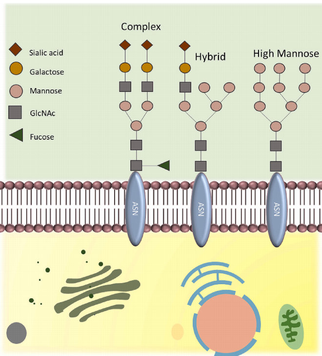1893953593972215808-n-glycan-profiling-service1.PNG