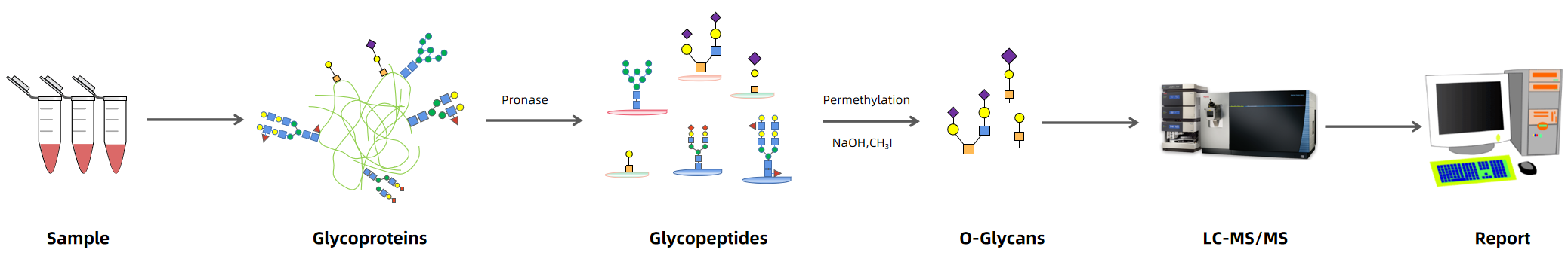 1894269828463185920-o-glycan-profiling-service2.PNG