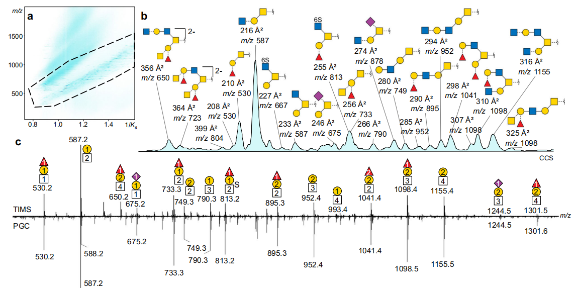 1894270087075581952-o-glycan-profiling-service3.PNG
