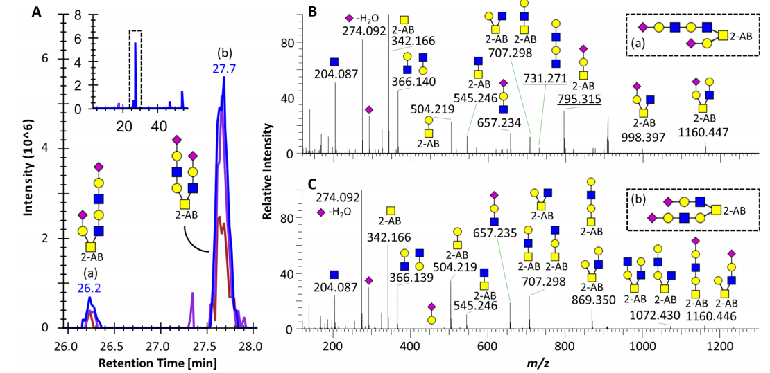 1894270181212540928-o-glycan-profiling-service4.PNG