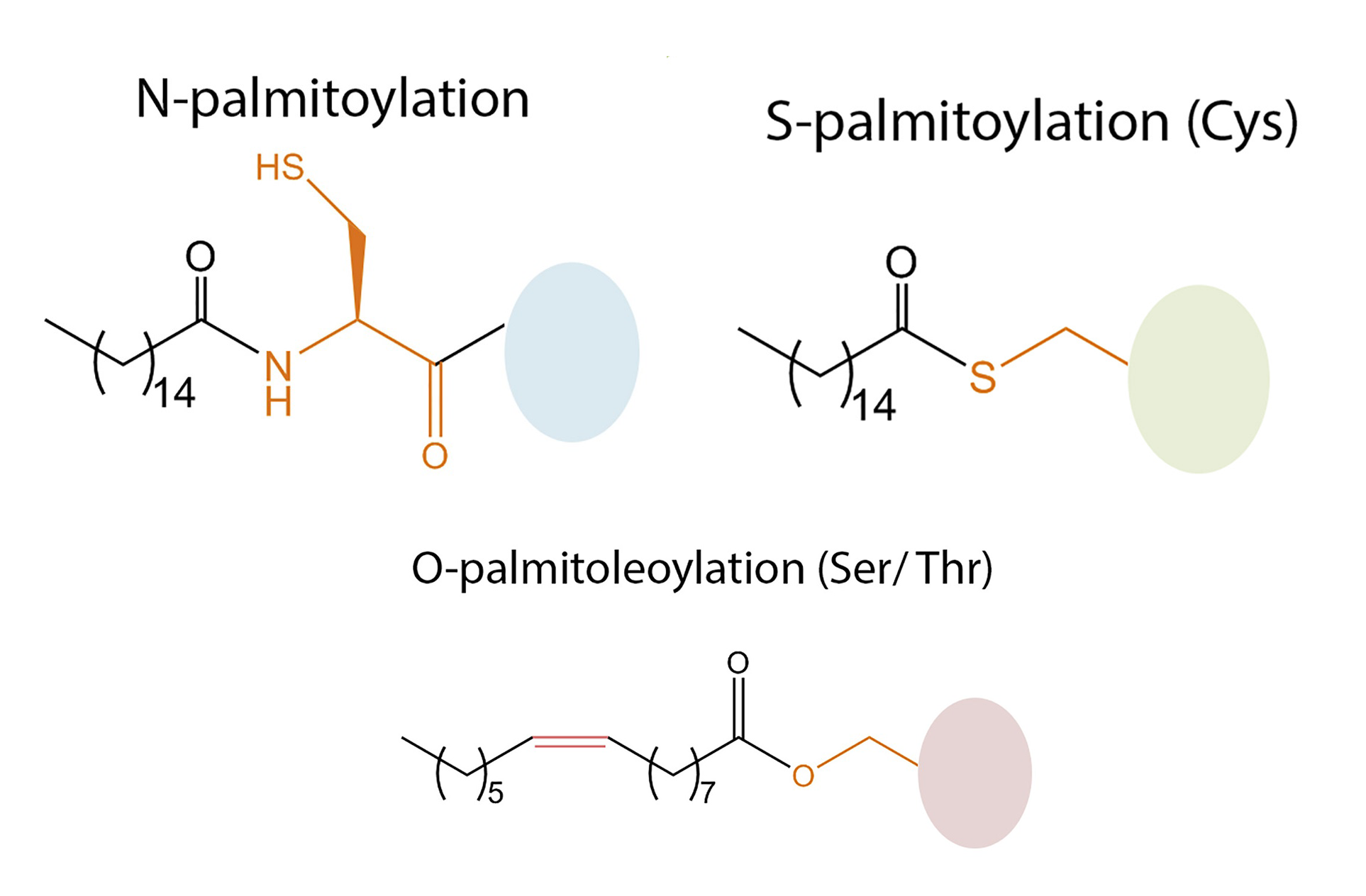 1894319164039483392-palmitoylation-proteomics-analysis-service1.png