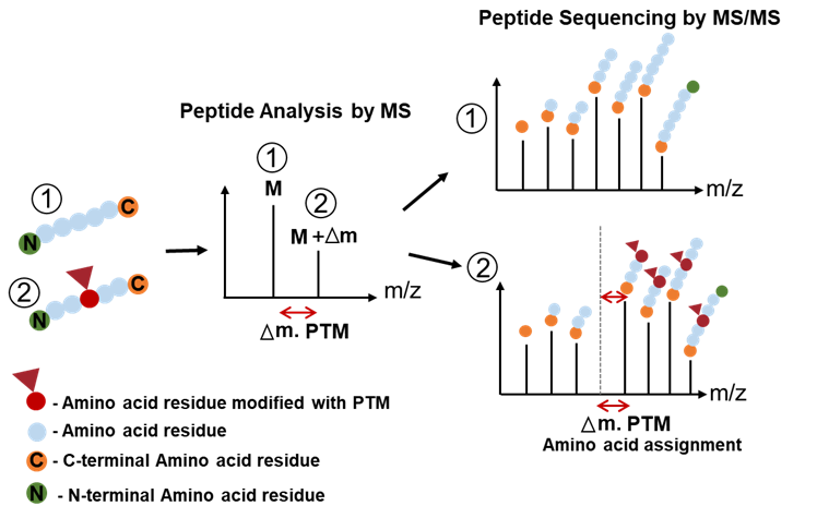 1894321094396596224-protein-modification-profiling-service1.png