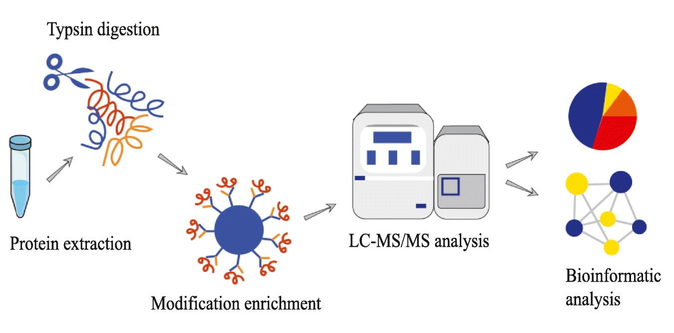 1894670364857454592-malonylation-proteomics-analysis-service1.jpg