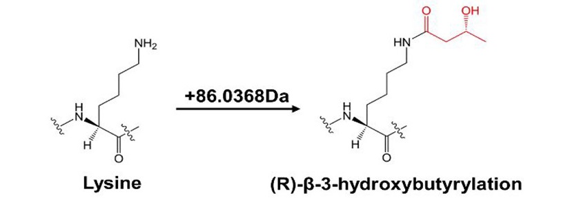 1894676658481909760-3-hydroxybutyrylation-proteomics-analysis-service1.jpeg