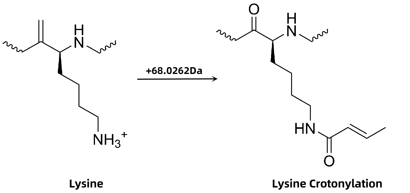 1895012526639927296-crotonylation-proteomics-analysis-service1.png